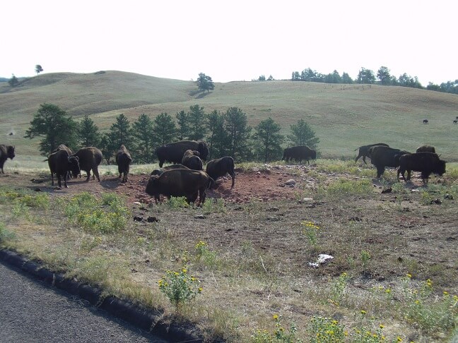 A herd of wild buffalo.