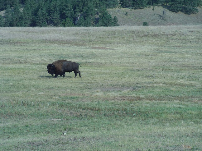 More buffalo.