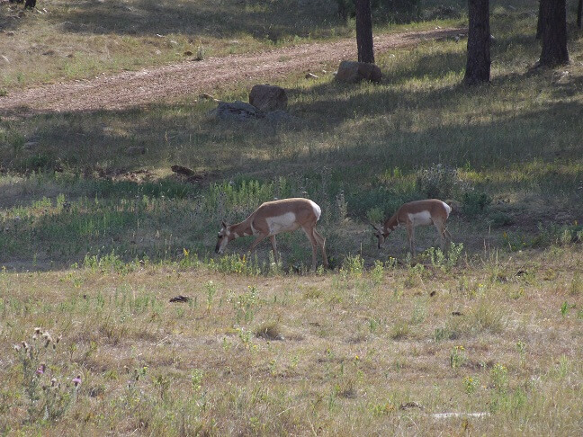 More pronghorn.
