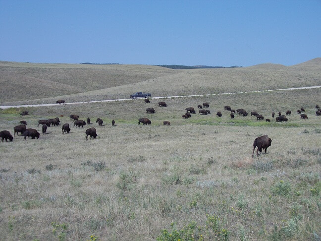 And still more buffalo.