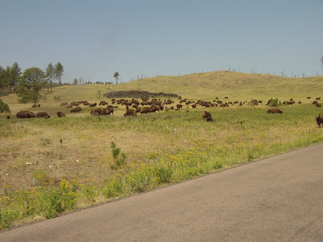 Lots of buffalo.