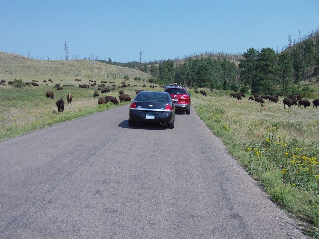 A traffic jam caused by buffalo.