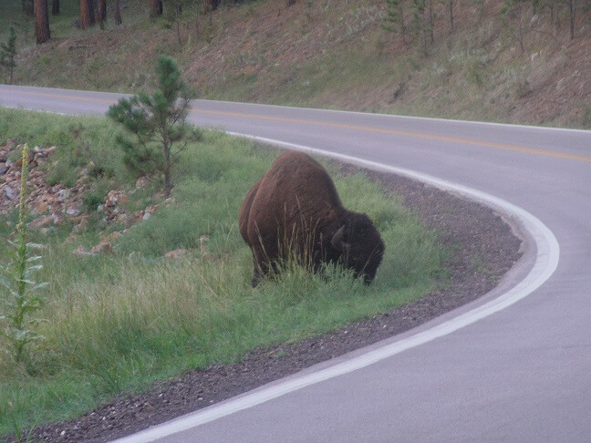 Highway 87 in Custer State Park