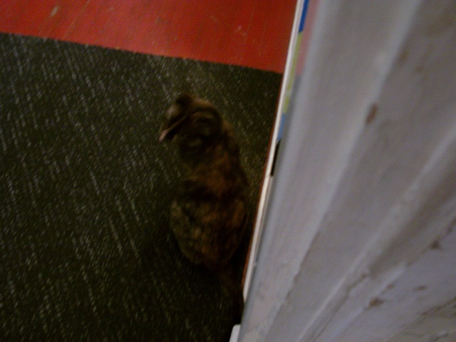 Baby the cat waiting outside my door.