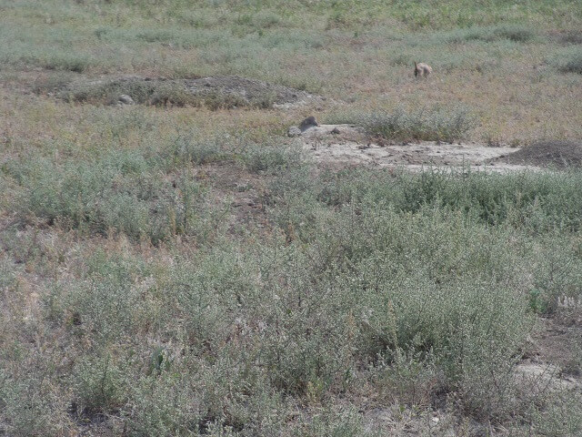 Prairie dogs at the Old East Entrance Trail in Teddy Roosevelt National Park.