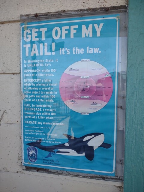 A poster about killer whales.