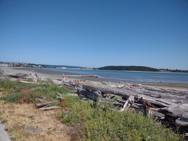 Logs on the beach at Oak Harbor.