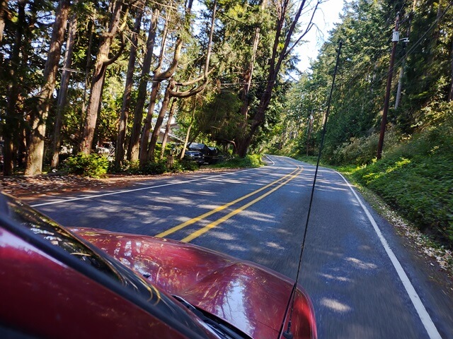 Interesting trees on Whidbey Island.