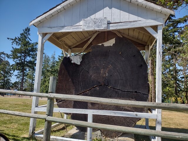 A slice from the largest tree on Whidbey Island.