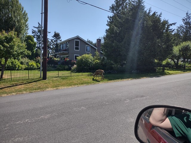 A deer alongside the road.