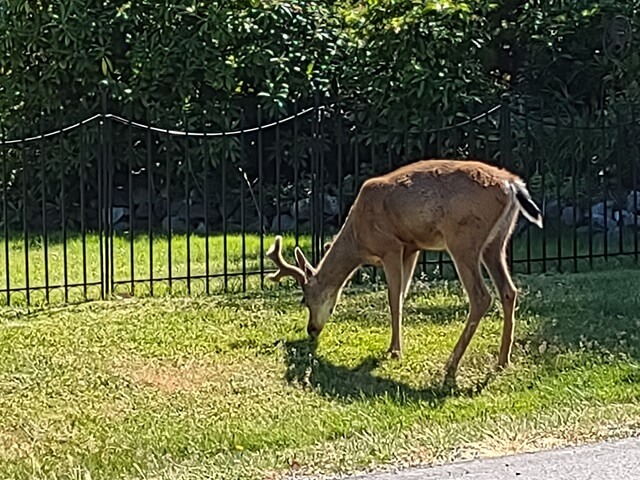 A closer picture of the deer alongside the road.