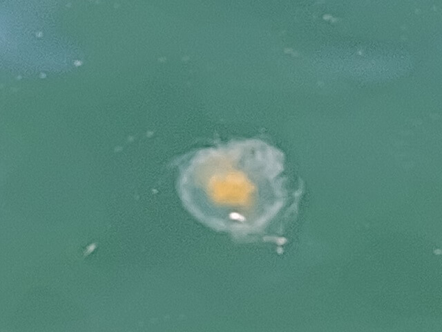 A jellyfish floating in the water.