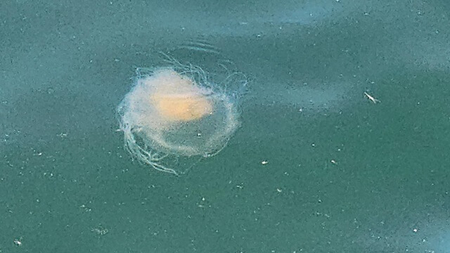 A jellyfish floating in the water.