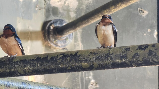 Some birds hanging out with us in the observation station.