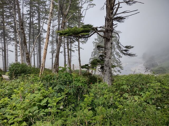 The fog hiding the ocean at Ruby Beach, WA.