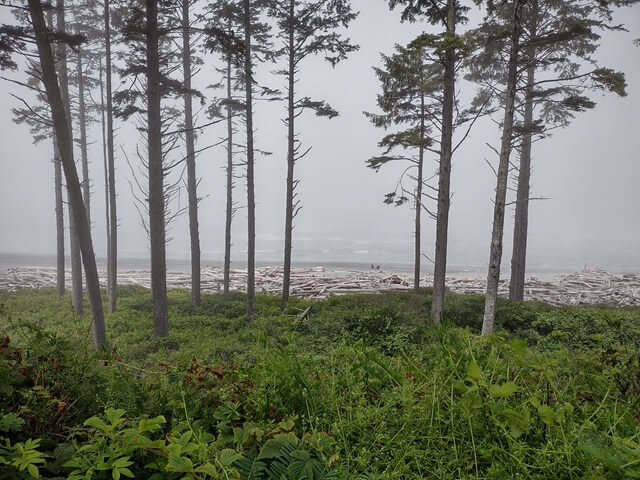 The fog hiding the ocean at Ruby Beach, WA.