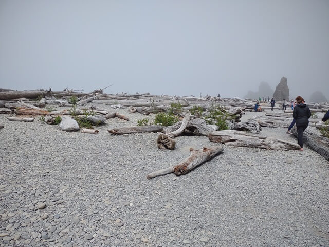 Lots of driftwood on the beach.