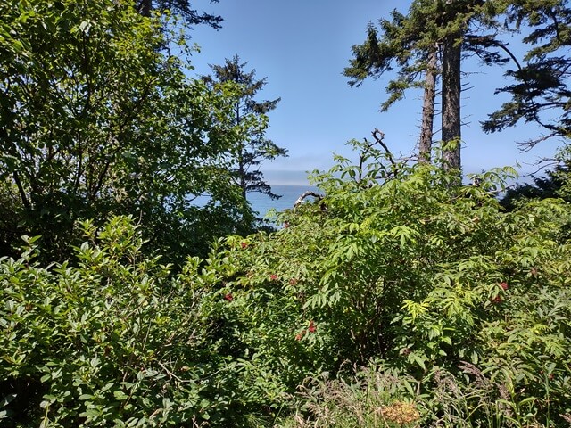 A glimpse of the Pacific Ocean from highway 101.