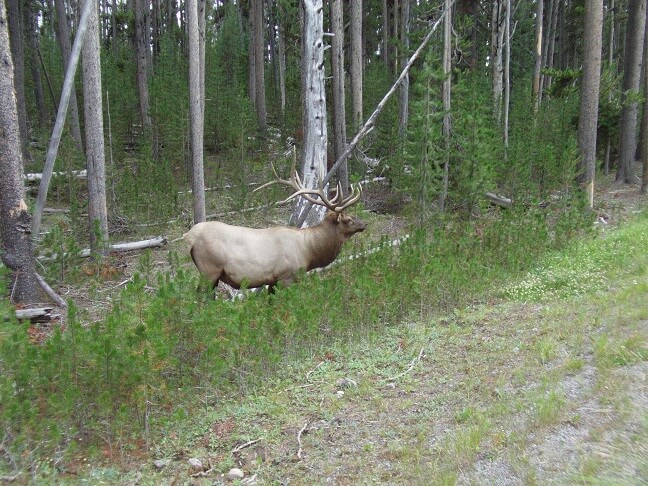 A big elk on the side of the road.